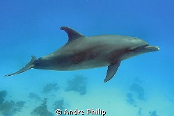 bottlenose dolphin  in the red sea by Andre Philip 